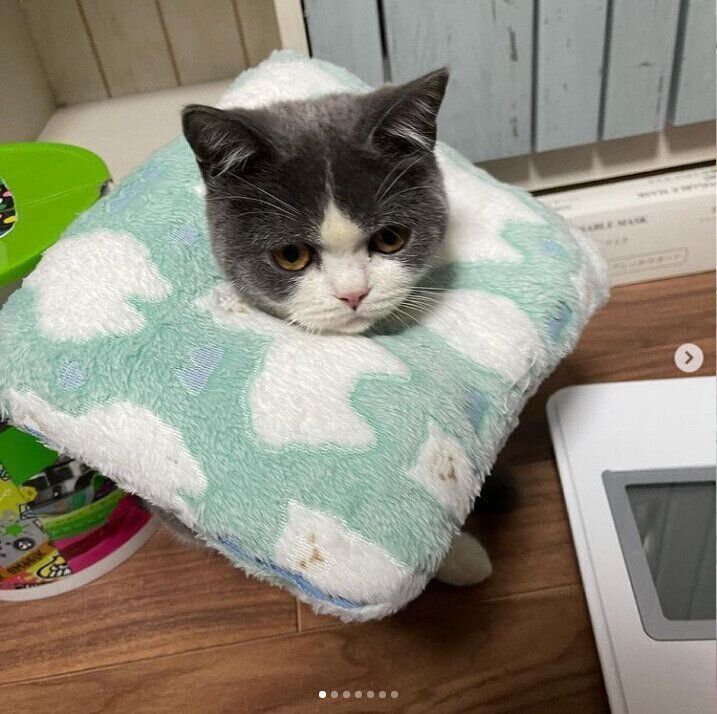 こだわりの逸品 愛猫のための手作りエリザベスカラー ねこのきもちweb Magazine
